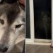 Husky Sets ‘Trap’ For Furry Brother in Funny Video