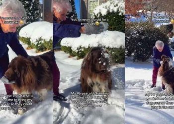Video of Big Dog & Grandma Playing With Snow Will Make Your Day