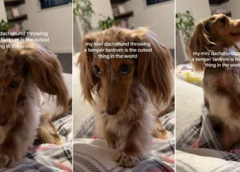 Video: Mini Dachshund Gets ‘Sassy & Shy’ With Temper Tantrums