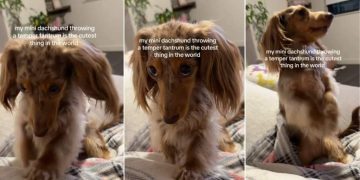 Video: Mini Dachshund Gets ‘Sassy & Shy’ With Temper Tantrums