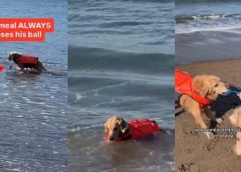 Video: Golden Retriever Is ‘Reckless’ With His Retrieving Skills