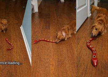 Video: Dog’s Reaction to a Reptile Toy Is Everything