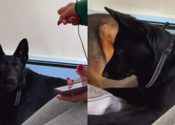 Dog Reacts to Grandma Correcting Her in Adorable Video