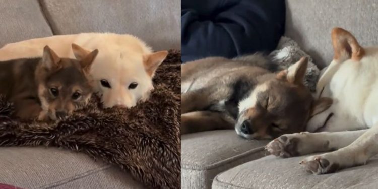 Video Shows What Happens When 2 Cuddly Dogs Find Each Other