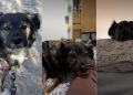 Video: Owner Reveals Rescue Dog’s Cute ‘Favorite Activity’