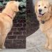 Golden Retriever Carefully Investigates a Bush for Hidden Object