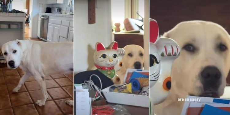 Video: Dog Demands Fair Play for Both Her & Her Sister