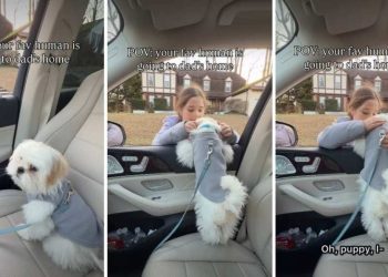 Dog Reacts When Owner Drops ‘Favorite Human’ at Dad’s House