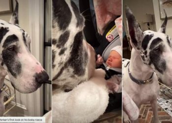 Big Dog’s First Look at His Baby Niece Is All Kinds of Adorable