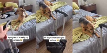Video: Rescue Pup Reacts to Seeing Dad With His Suitcase