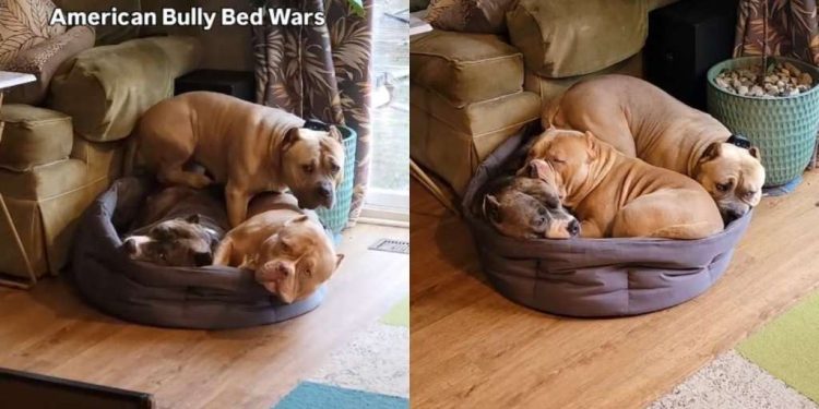 Video Captures 4 Dogs & Their Never-Ending Battle for a Spot in Bed