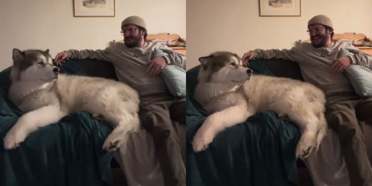 Video: Dog Sighs as Dad Insists There’s ‘Enough Room’ on Couch