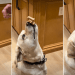 Video: Dog Wows Internet With ‘Triple Stack’ Treat Trick