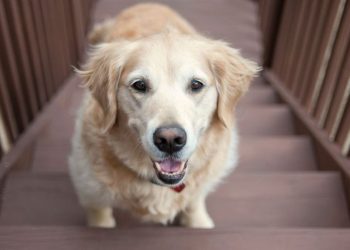 Golden Retriever Adopted in Critical Condition Now Experiences All His Firsts