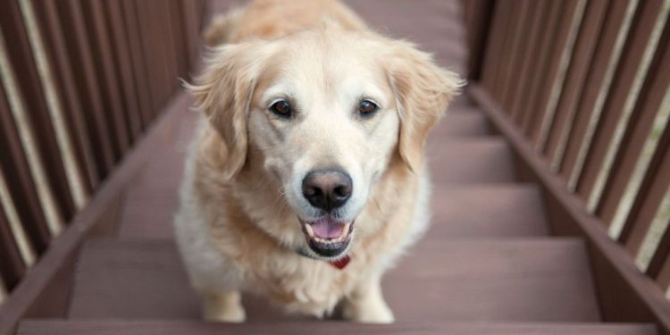 Golden Retriever Adopted in Critical Condition Now Experiences All His Firsts