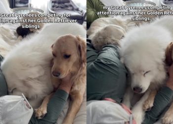 Video: Big Dog Competes With Golden Retriever Siblings for Owner’s Attention