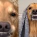Video: Owner Captures Golden Retriever’s Unique ‘Best Smiles’