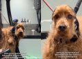 Video: Dog Follows Mom for Treat but Ends up at Groomers
