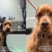 Video: Dog Follows Mom for Treat but Ends up at Groomers