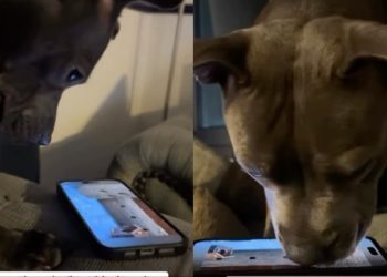 Video: Dog’s Love for the Phone Will Surprise You