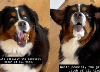 Dog Probably Took the ‘Greatest Catch of All Time’ in Video
