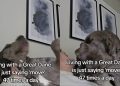Video Shows Why Great Dane Is Asked to ‘Move’ Several Times a Day