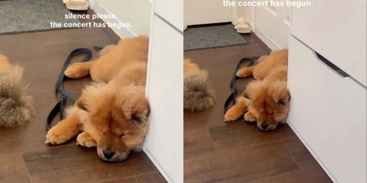 Dog’s Paw Movements While Sleeping Will Make Your Day