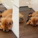 Dog’s Paw Movements While Sleeping Will Make Your Day