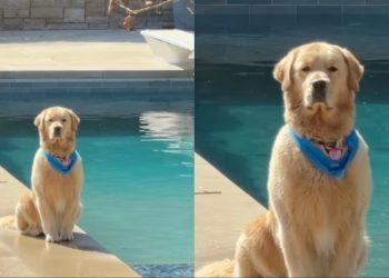 Golden Retriever Receives Plenty of Love for How He Sits by the Pool