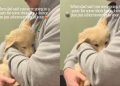 Golden Retriever Puppy Melts Into Owner’s Arms During Vet Visit