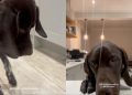 German Shorthaired Pointer Cautiously Approaches Broccoli for First Time