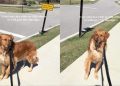 Golden Retriever Is Heistant To Walk Past ‘Stop Sign’ for a Reason