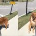 Golden Retriever Is Heistant To Walk Past ‘Stop Sign’ for a Reason