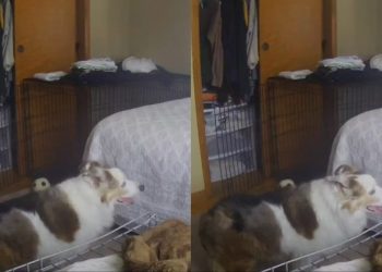 Senior Dog Breaks Hearts Attempting to Jump on Bed