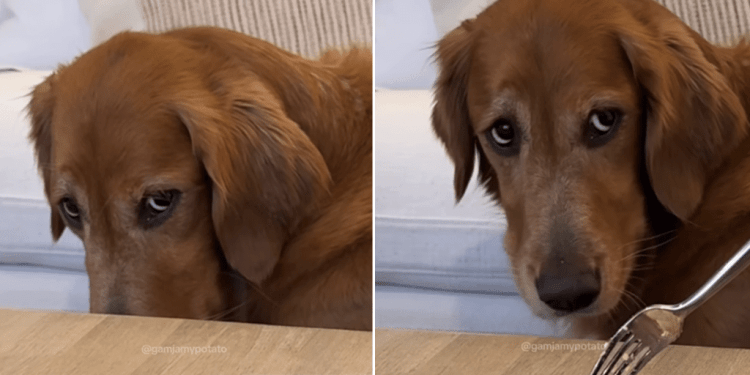 Golden Retriever’s Sad Act Every Time Owners Eat Will Totally Trick You