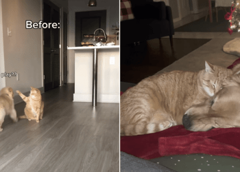 Video: Owner Shows Dog & Cat’s Relationship Evolving With Time