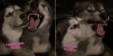 Video: Husky Can’t Stop Annoying Her Brother