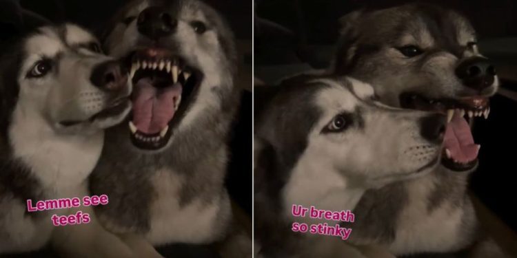 Video: Husky Can’t Stop Annoying Her Brother