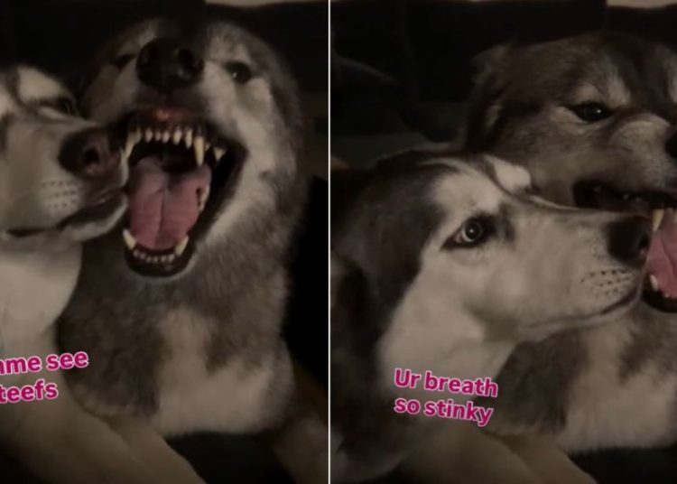 Video: Husky Can’t Stop Annoying Her Brother