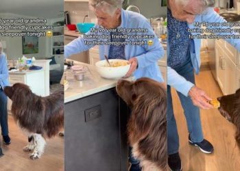 Newfoundland’s Grandma Bakes Dog-Friendly Cupcakes for Their Sleepover
