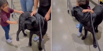 Video: Big Dog & Little Girl Have a Sweet Meet Cute in Supermarket Aisle