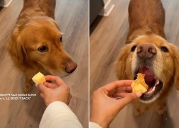 Video: Picky Golden Retriever Likes Apples in Specific Way