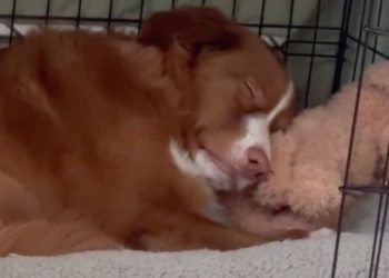 Video: Pet Dog Is ‘Most Perfect’ in the World to Owner