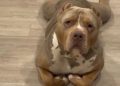 American Bully Goes Viral for Lying Down Like a Cat