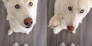 Owner Matches Outfit With Husky in Cute Video