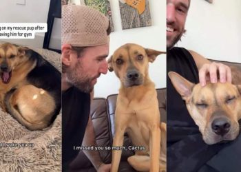 Video: Rescue Dog Has a Special Reunion With Owner Every Time He’s Out