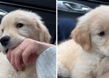 Video: Golden Retriever Puppy Focused on Chewing Despite Hiccups