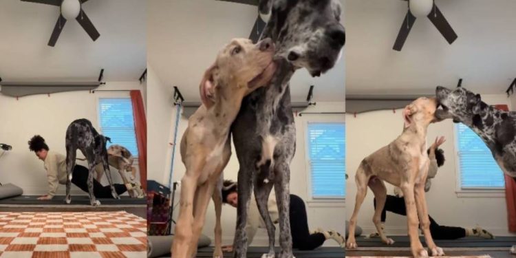 Video of Two Big Dogs Invading Owner’s Yoga Session Will Make Your Day