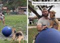 Rescue Dog’s Efforts to Herd a Giant Ball End Unexpectedly