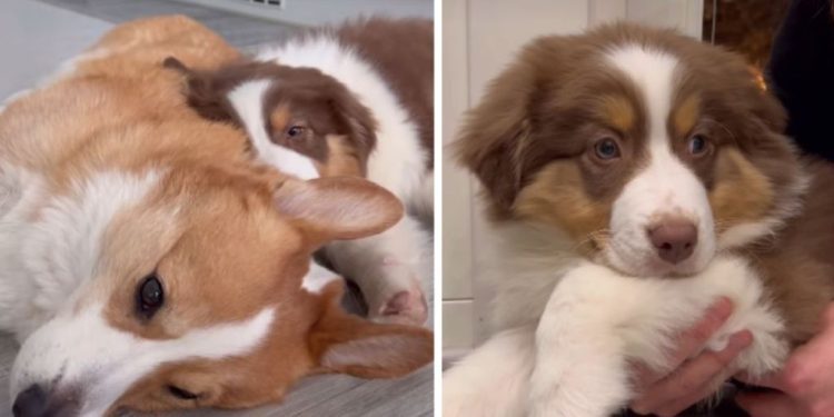 Puppy Shows What Furry Brother Taught Her